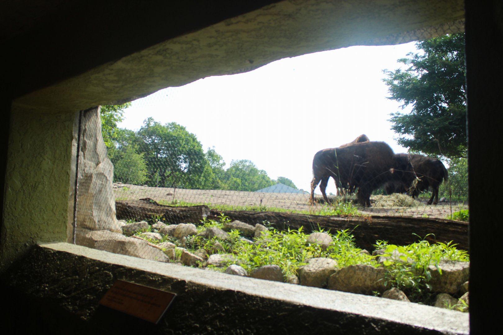Jul. 2018 - Great Bear Wilderness - Under the Bridge Bison Viewing