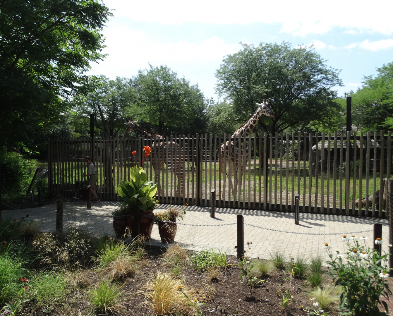 Jul. 2018 - Habitat Africa! The Savannah - Giraffe/Guest Feeding Area