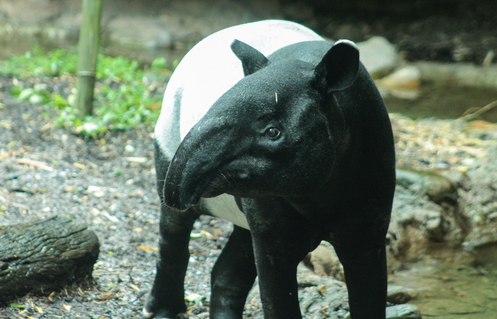 Jul. 2018 - Islands - Malayan Tapir