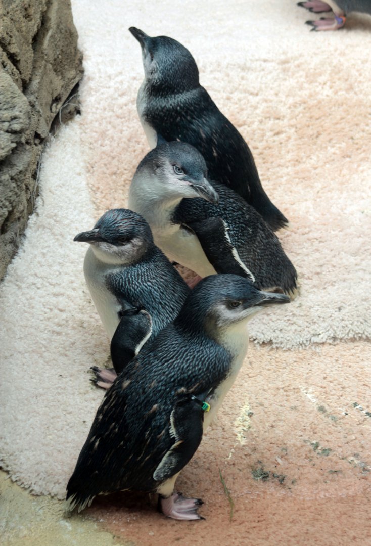 Jul. 2018 - Islands - Penguin Cove - Little Penguins
