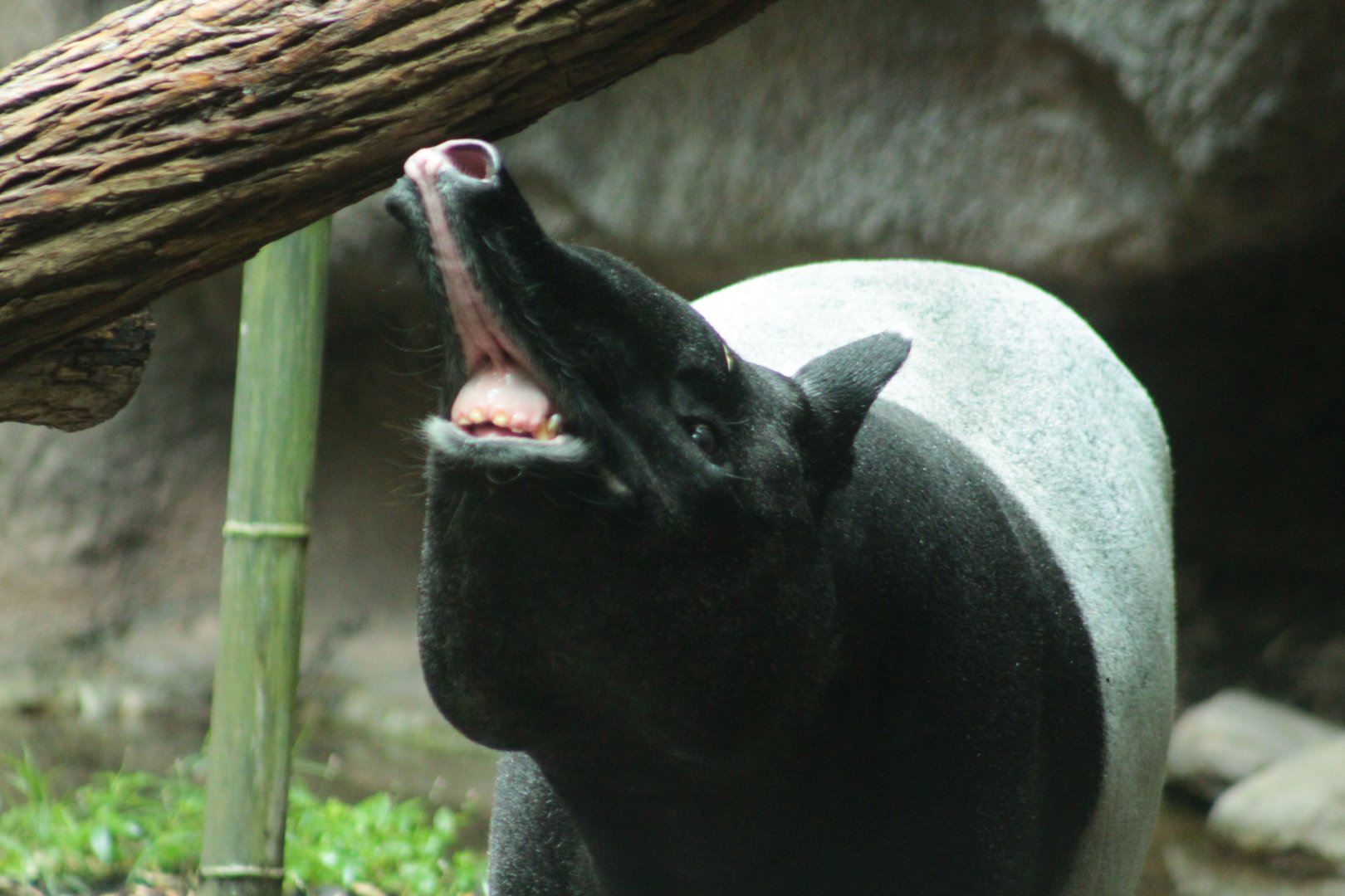 Jul. 2018 - Islands - Tapir Sniffing Around