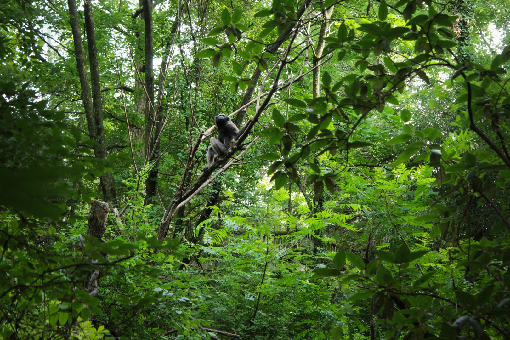 Jul. 2018 - Jungle Trails - Mueller's Gibbon Exhibit