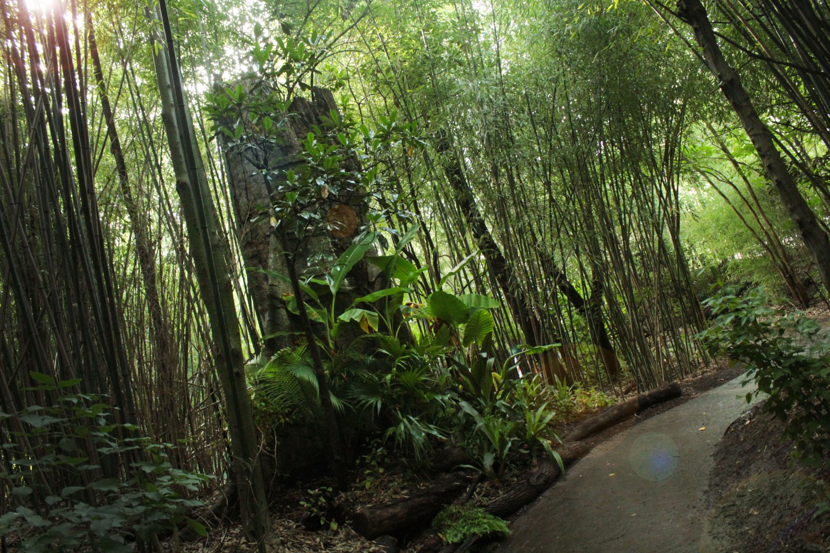 Jul. 2018 - Jungle Trails