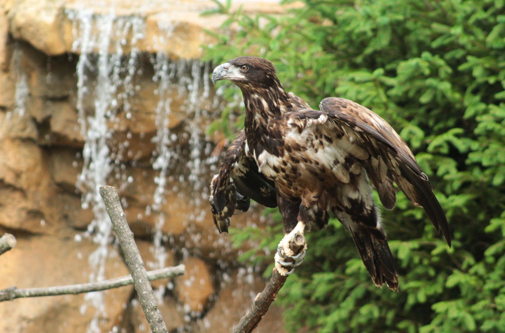 Jul. 2018 - New! Bald Eagle Exhibit - Griffon
