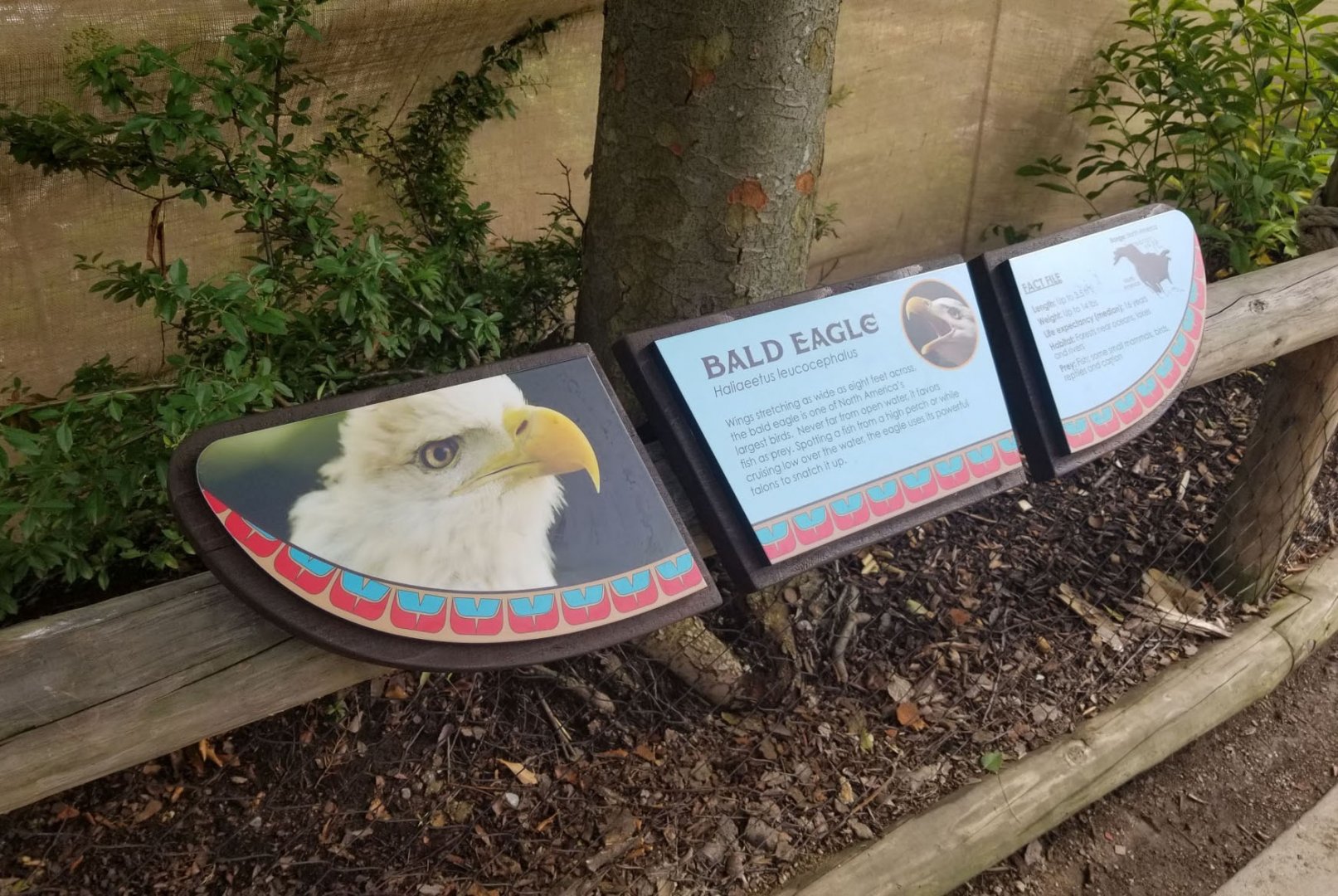 Jul. 2018 - New! Bald Eagle Exhibit
