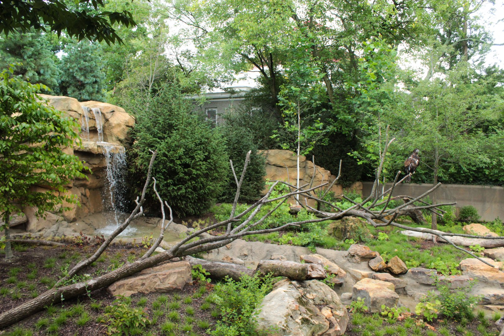 Jul. 2018 - New! Bald Eagle Exhibit