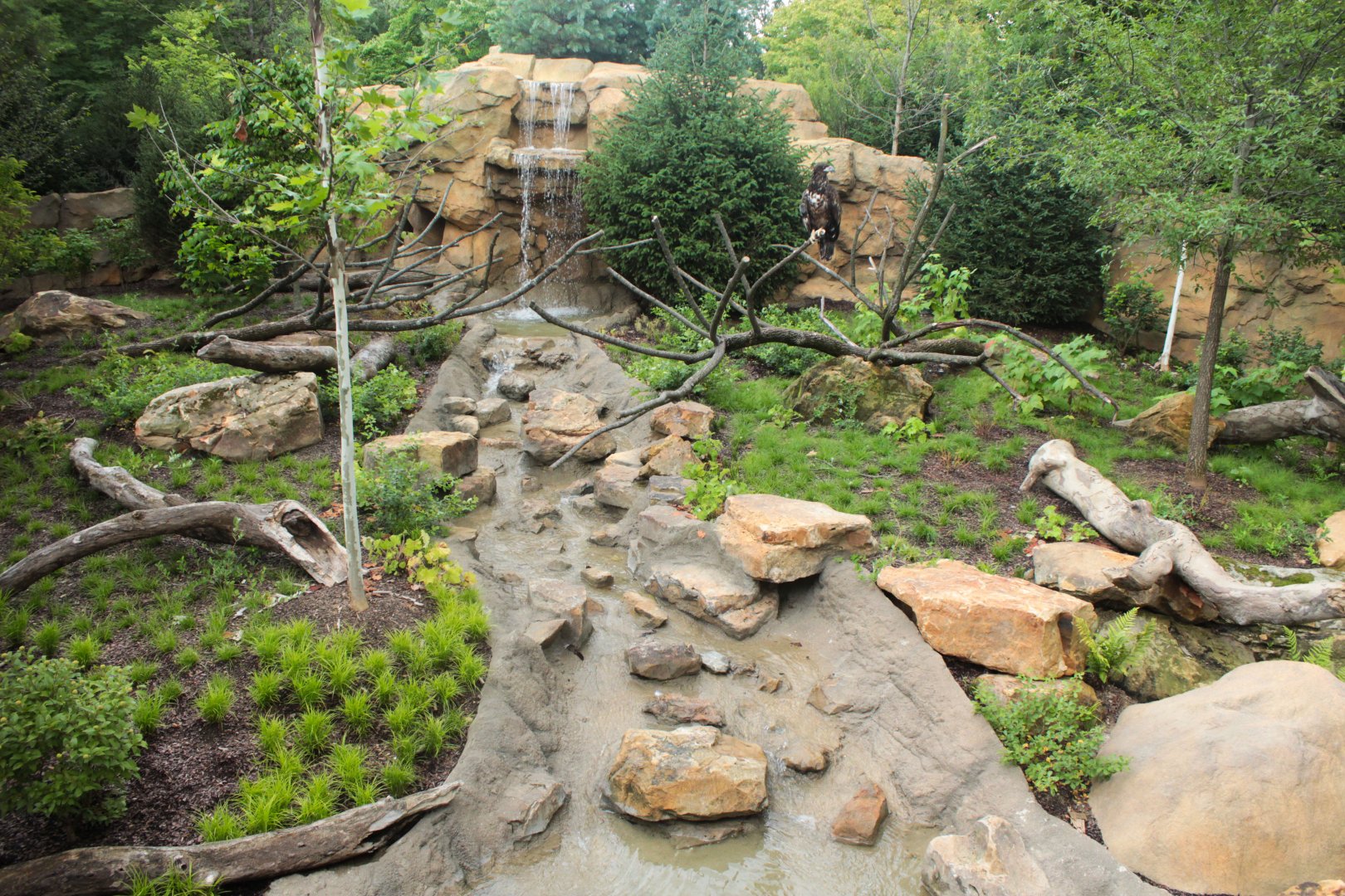 Jul. 2018 - New! Bald Eagle Exhibit