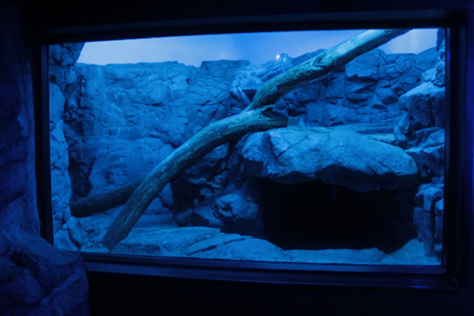 Jul. 2018 - Night Hunters - Second Pallas' Cat Exhibit (Former Fossa/Snow Leopard Exhibit)