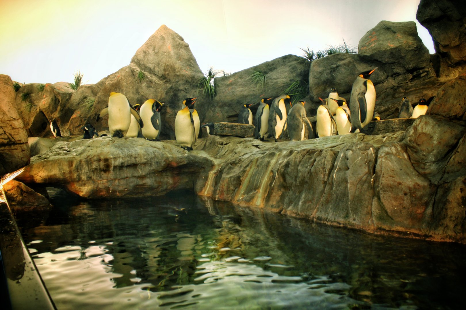 Jul 2018 - Penguin & Puffin Coast (Left Side)