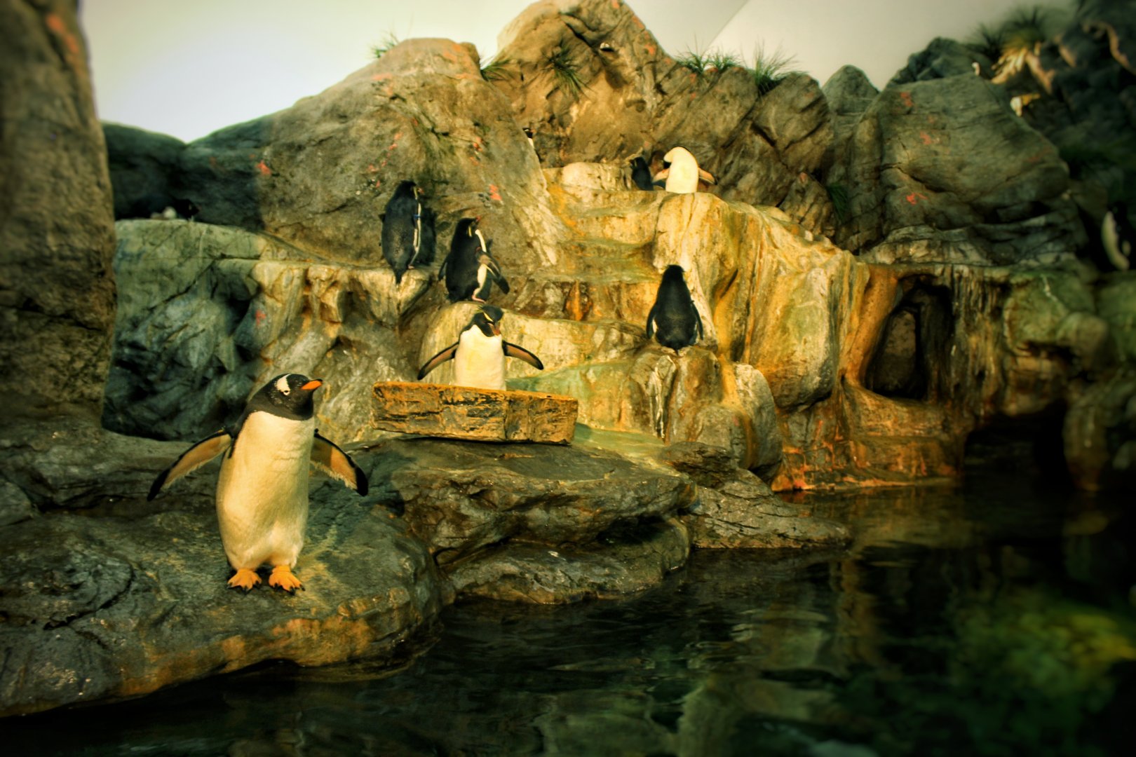 Jul 2018 - Penguin & Puffin Coast (Right Side)