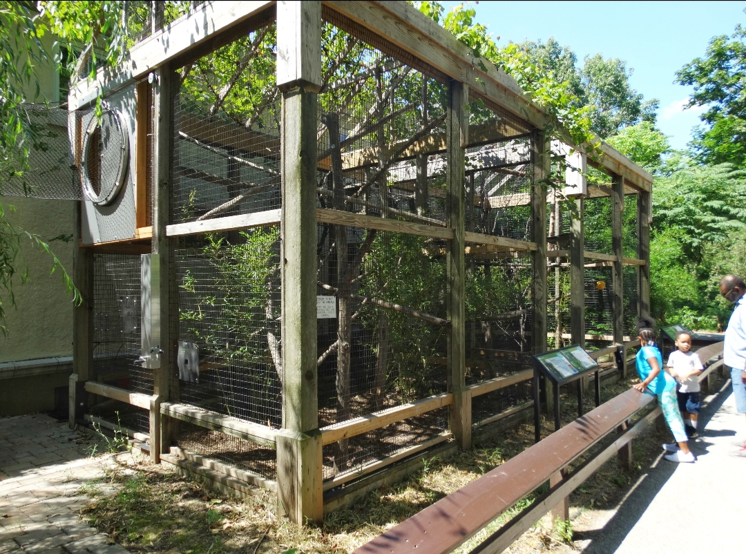 Jul. 2018 - Primate House - Black Lemur + Ring-tailed Lemur Exhibit