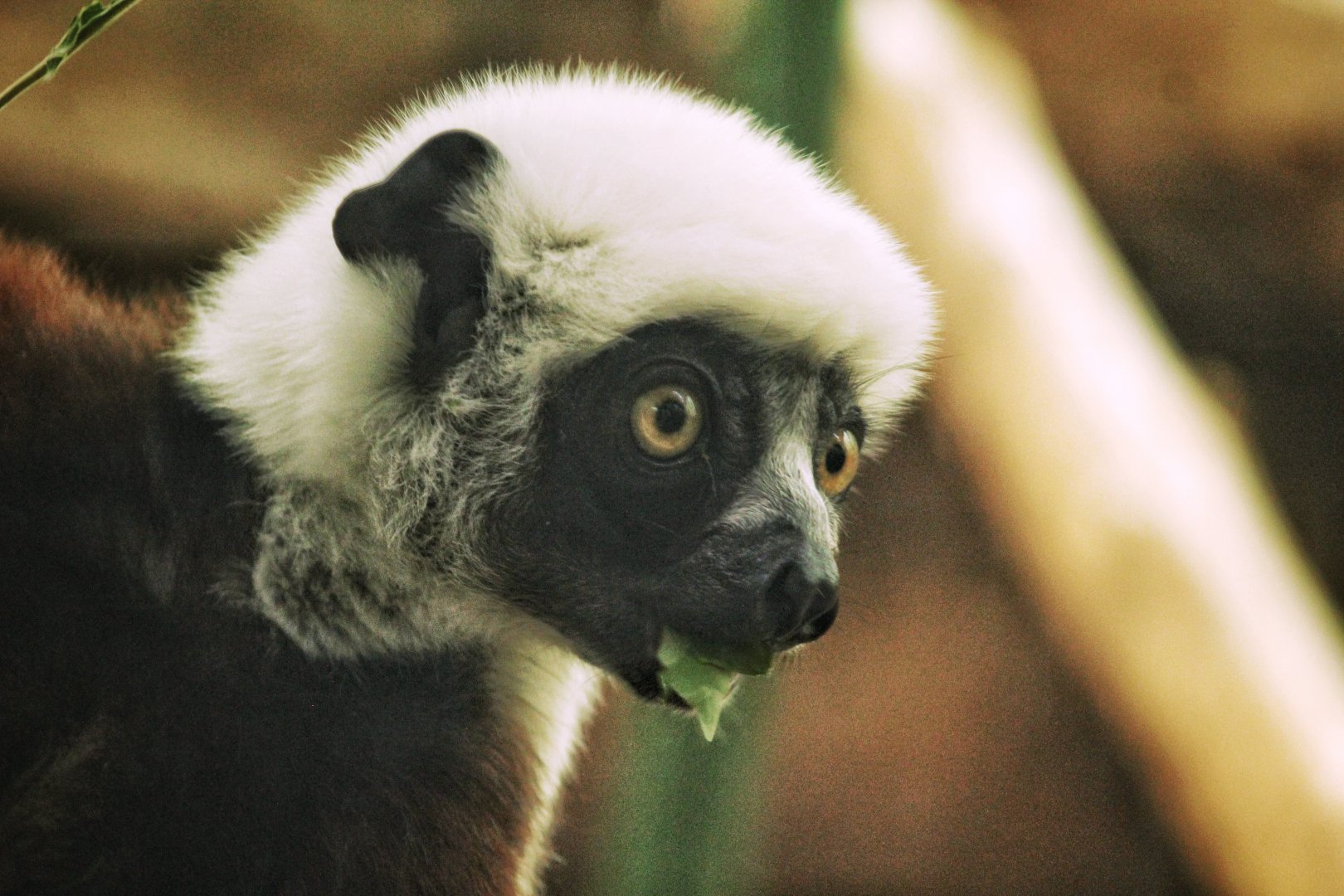 Jul. 2018 - Primate House - Coquerel's Sifaka