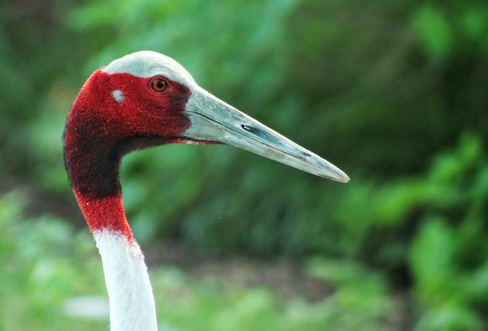 Jul. 2018 - Red Rocks - Antelope Yards - Sarus Crane
