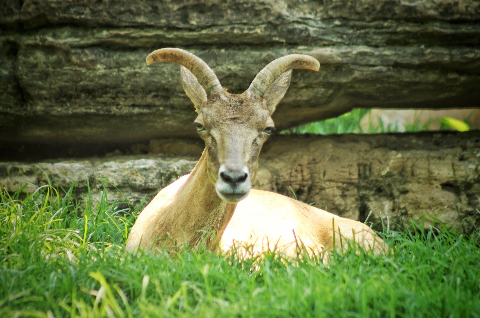 Jul. 2018 - Red Rocks - Antelope Yards - Transcapian Urial