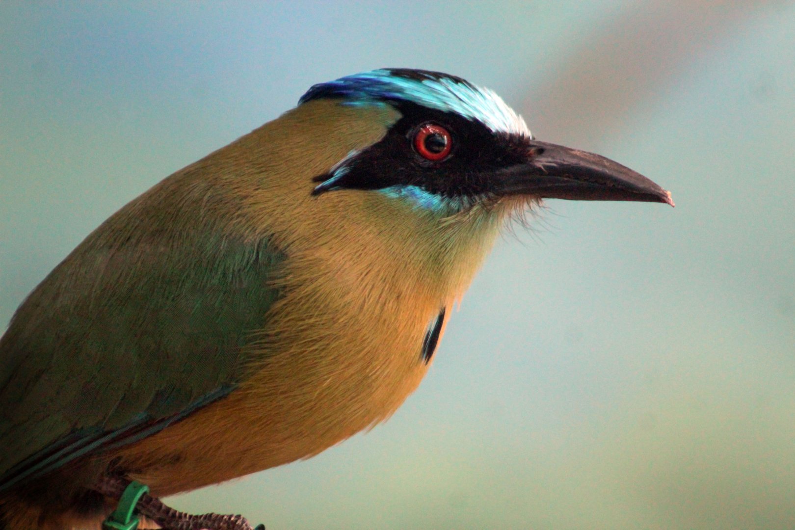 Jul. 2018 - Reptiles & Birds - Blue-crowned Mot-Mot