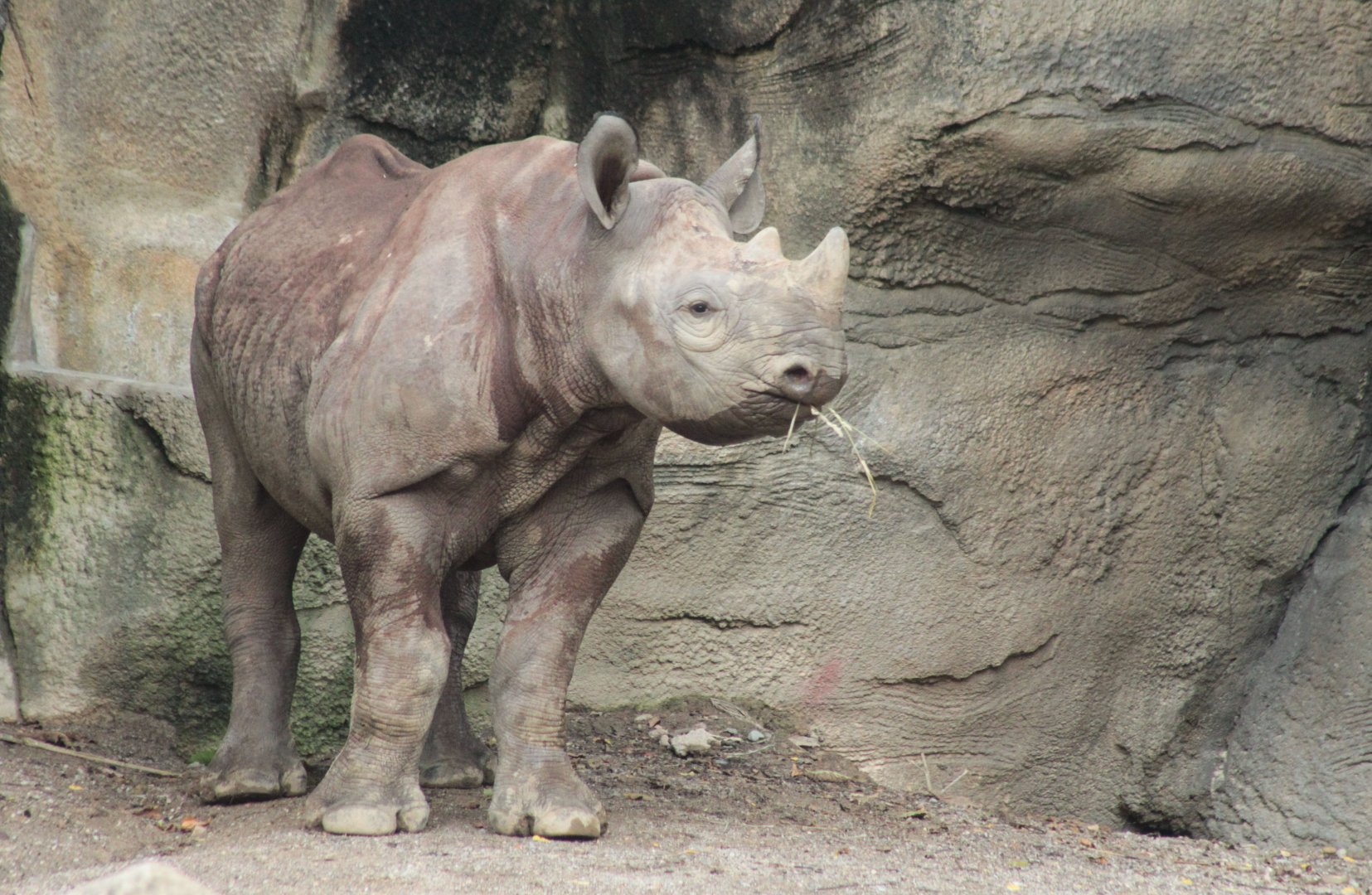 Jul. 2018 - Rhino Reserve - One Year-old Kendi