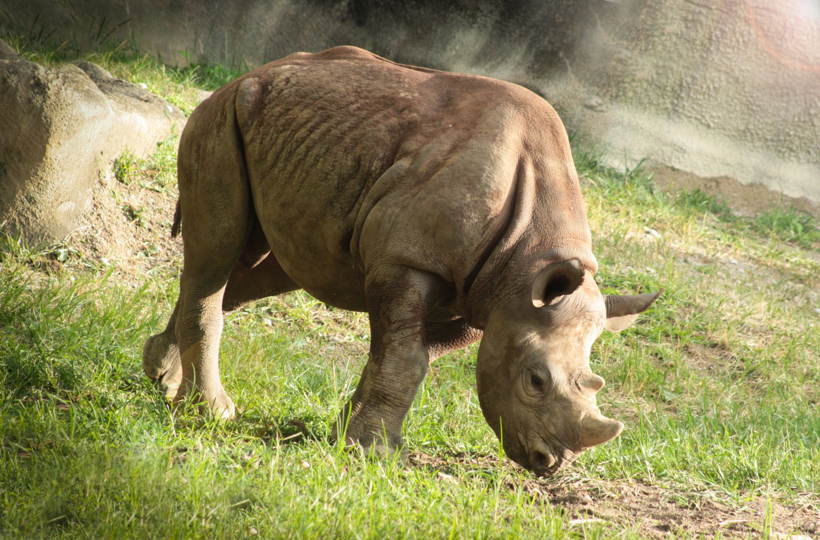 Jul. 2018 - Rhino Reserve - One Year-old Kendi
