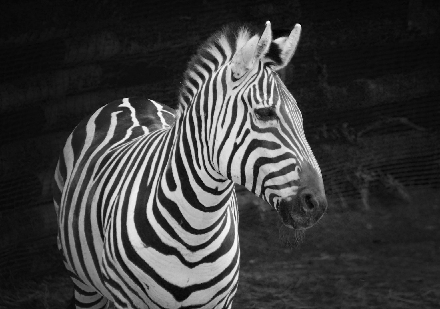 Jul. 2018 - Rhino Reserve - Plains Zebra