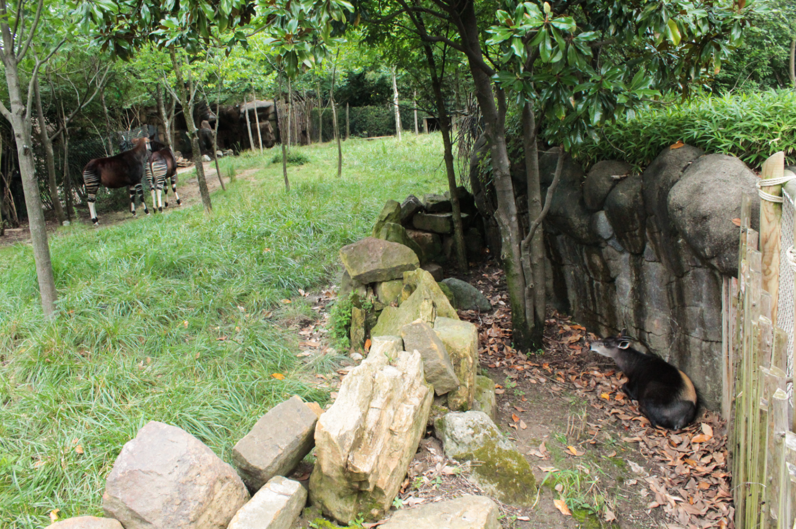 Jul. 2018 - Rhino Reserve - Yellow-backed Duiker + Okapis