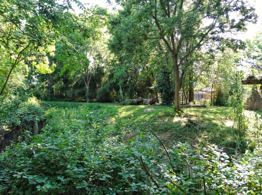 Jul. 2018 - River's Edge - Cheetah Exhibit