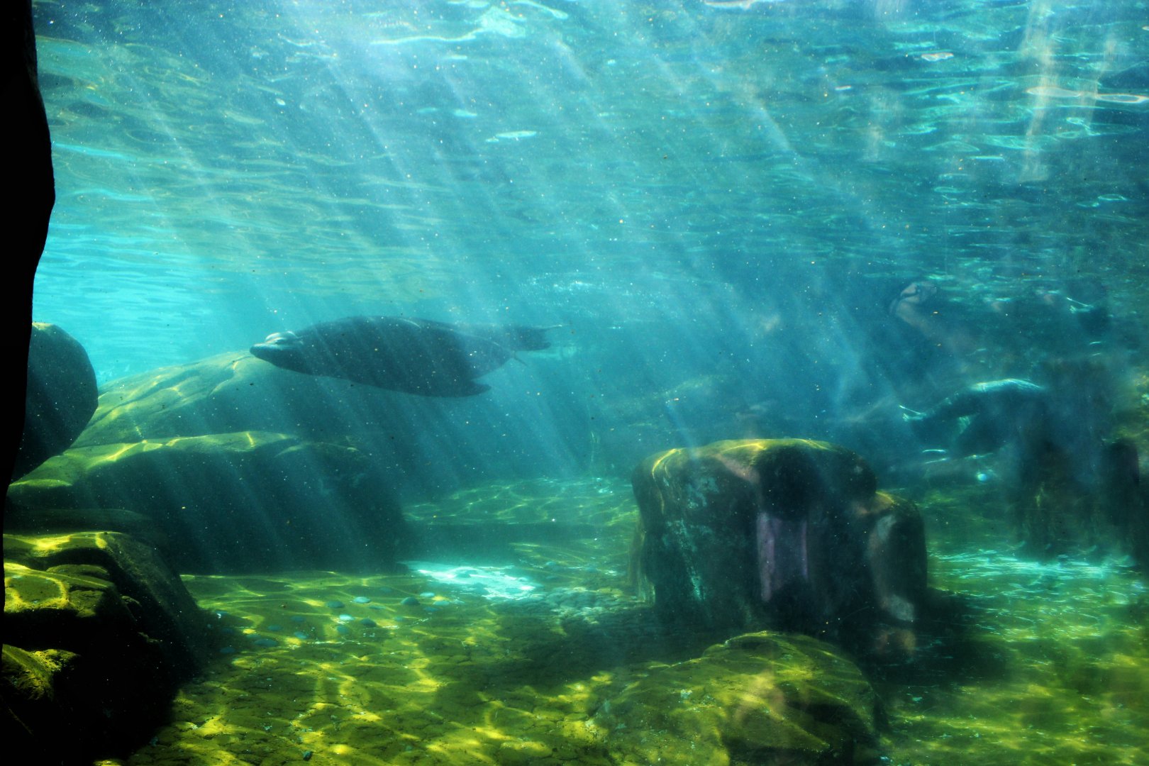 Jul. 2018 - Sea Lion Sound
