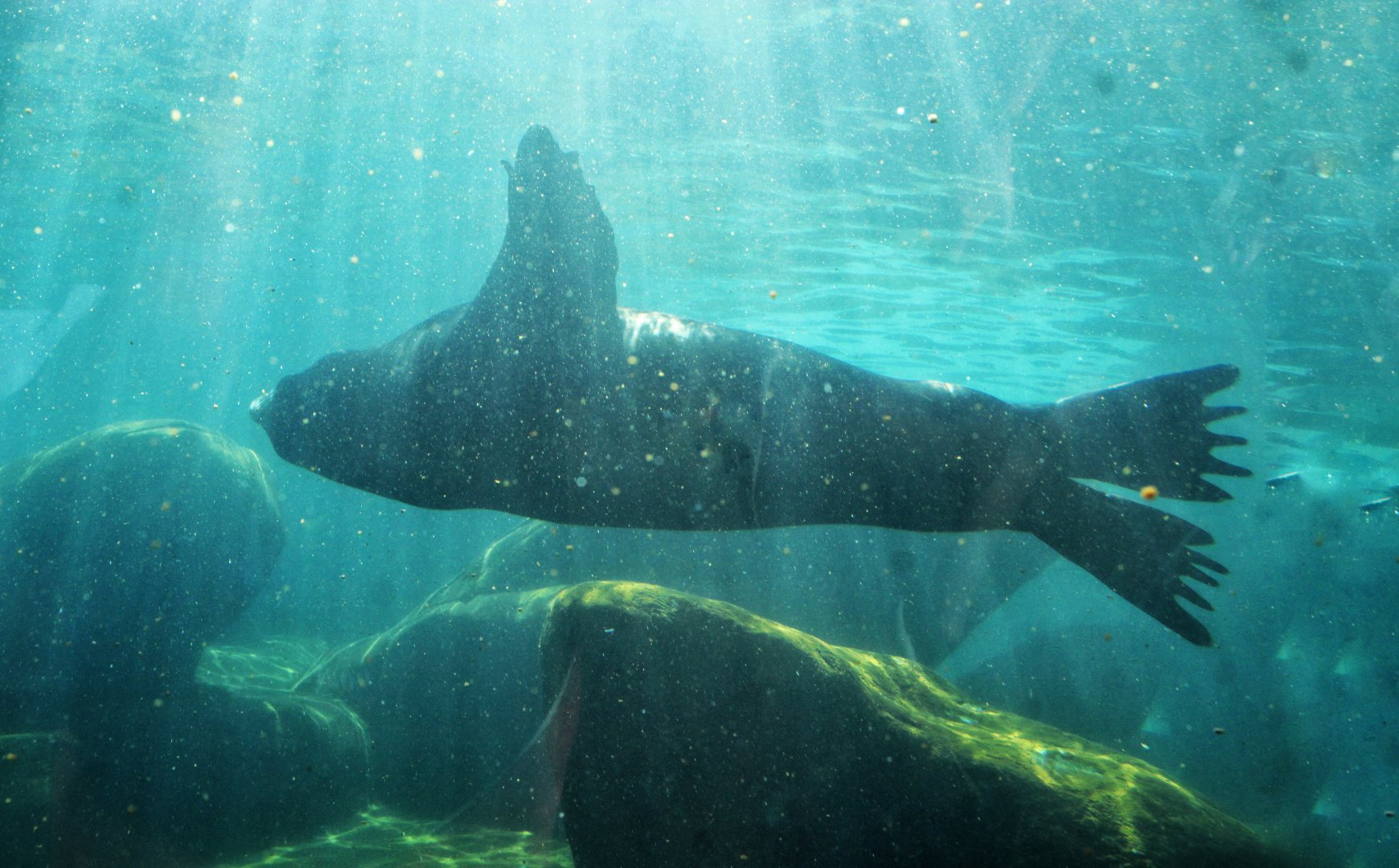 Jul. 2018 - Sea Lion Sound