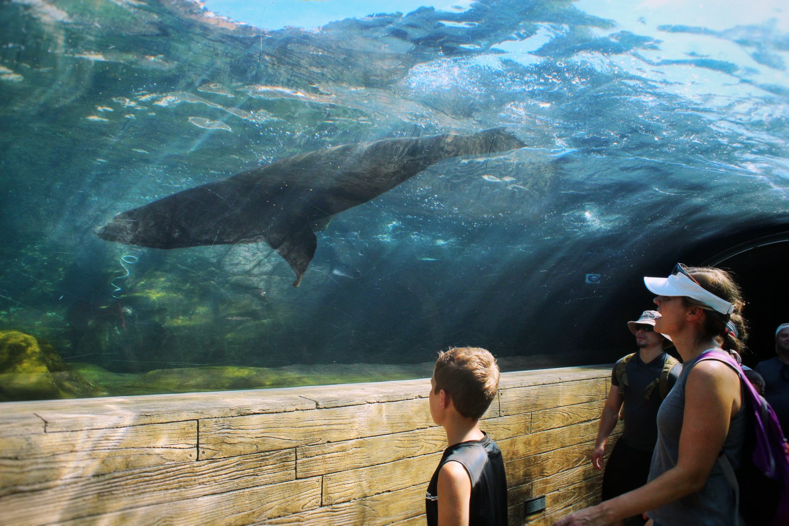 Jul. 2018 - Sea Lion Sound