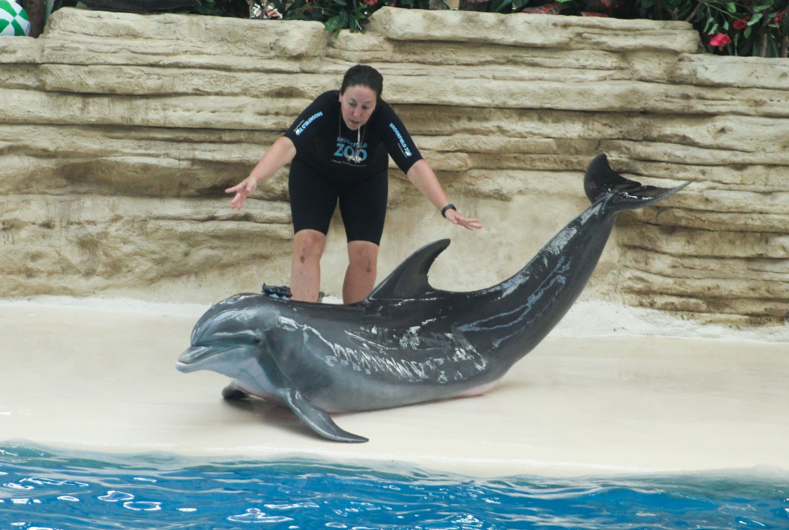 Jul. 2018 - Seven Seas - Dolphin Show (With a Data Tag)