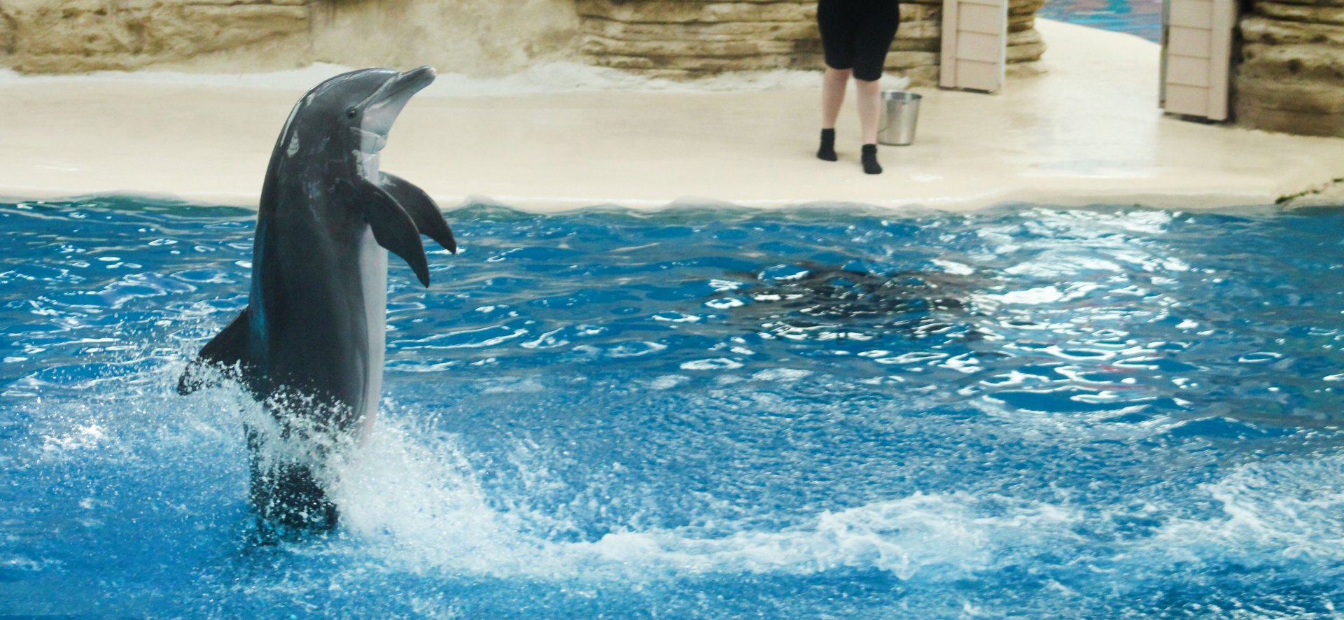 Jul. 2018 - Seven Seas - Dolphin Show