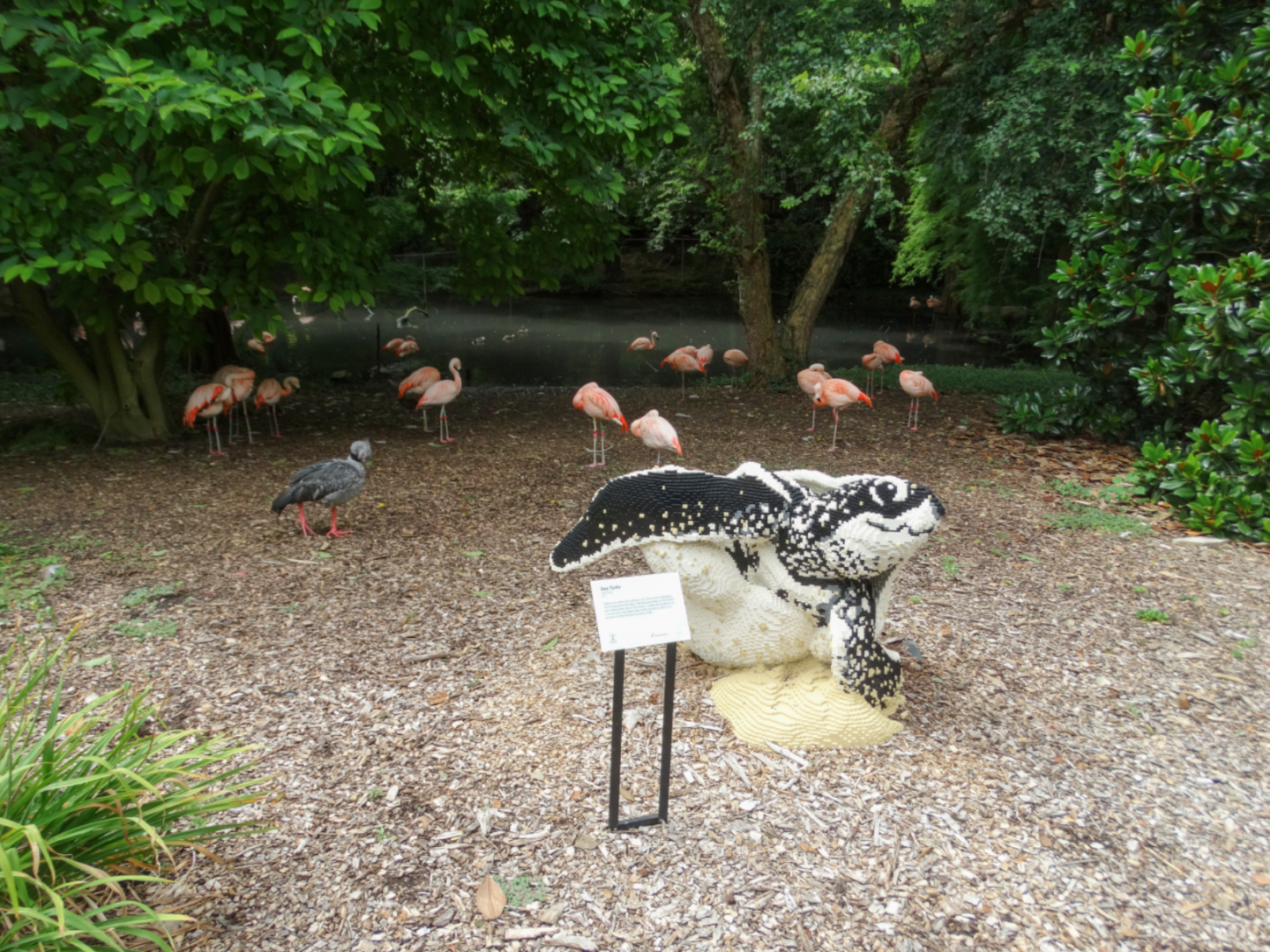 Jul. 2018 - South America - Chilean Flamingo/Crested Screamer Exhibit (Newly Expanded)