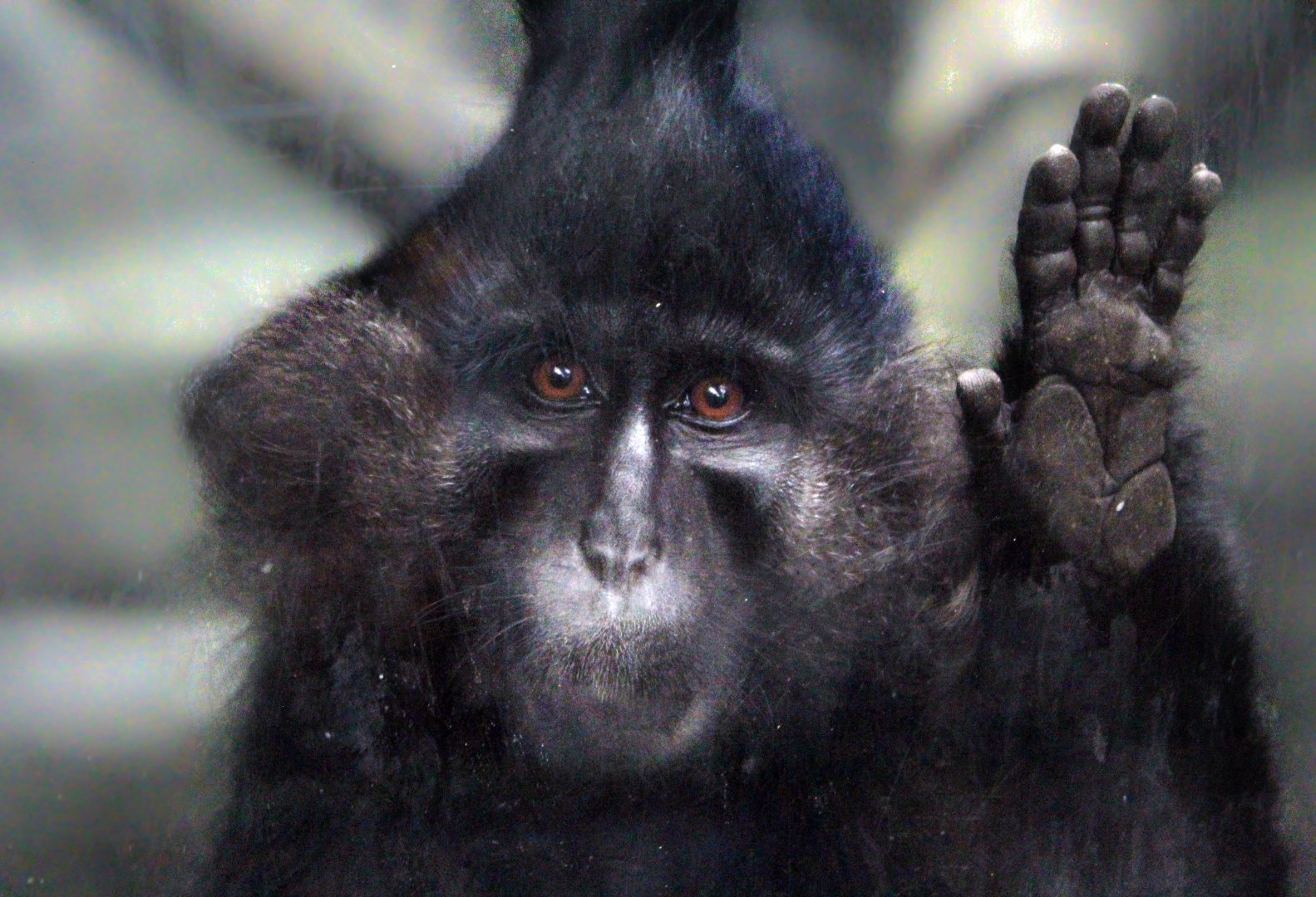 Jul. 2018 - Tropic World - Black-capped Mangabey