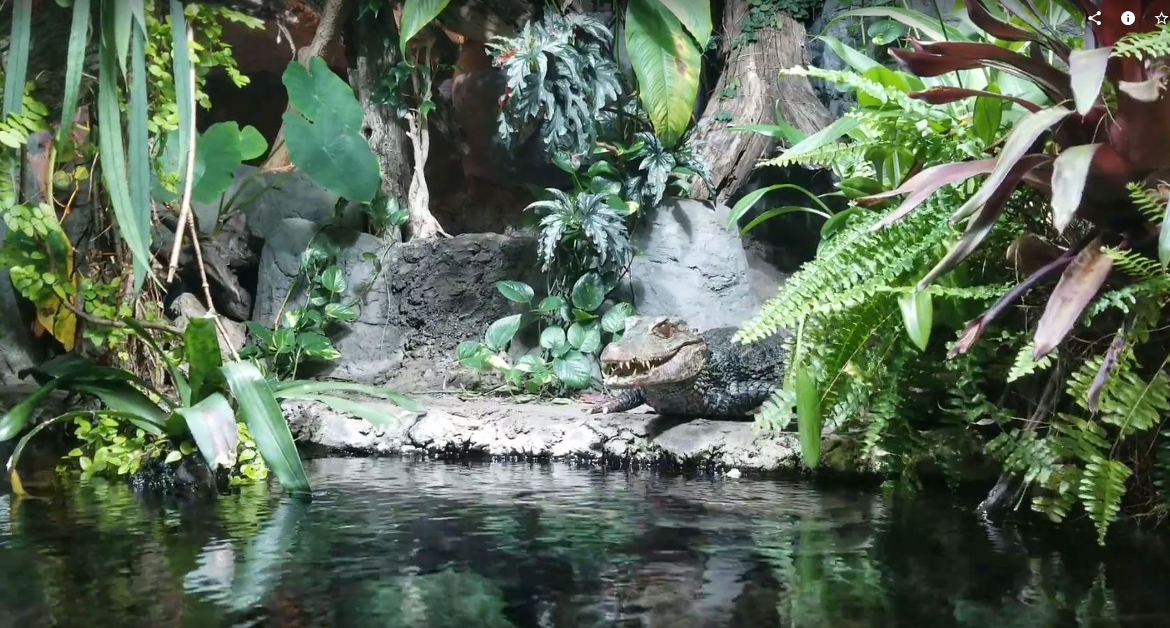 Jul. 2018 - Unseen New World - Dwarf Caiman Exhibit