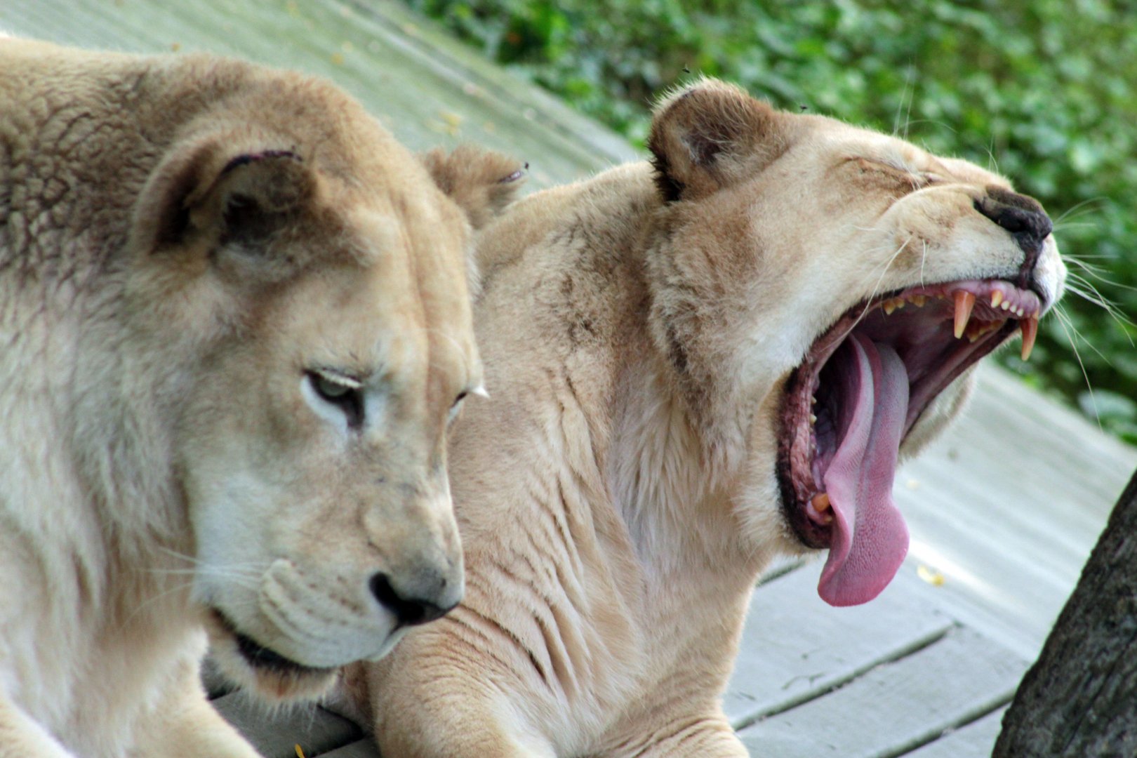 Jul. 2018 - White Lions - Gracious & Prosperity