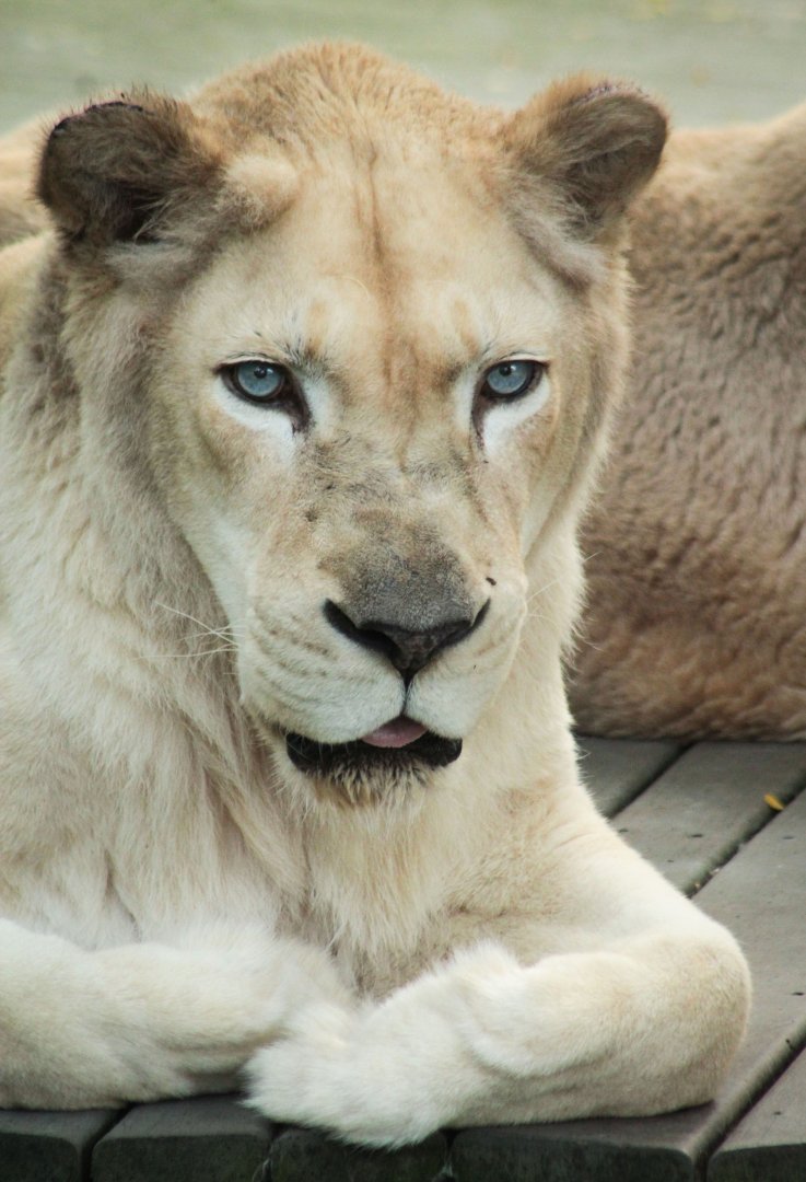 Jul. 2018 - White Lions - Gracious