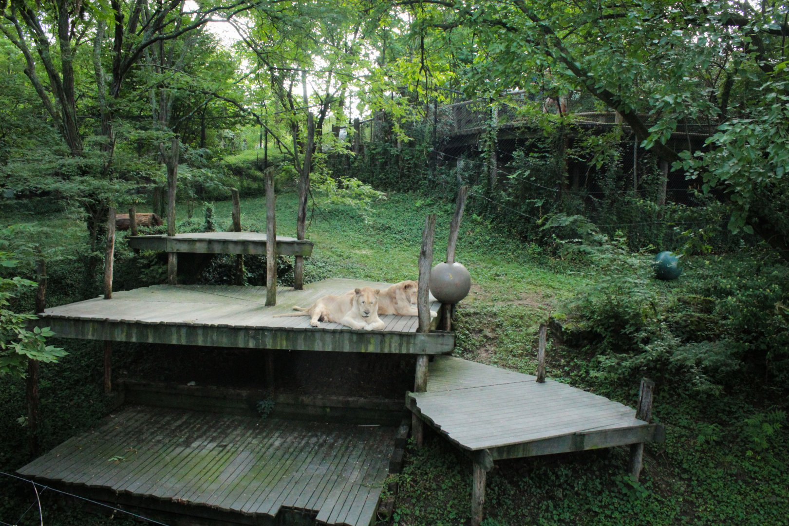 Jul. 2018 - White Lions of Timbavati (Future Ape Exhibit)