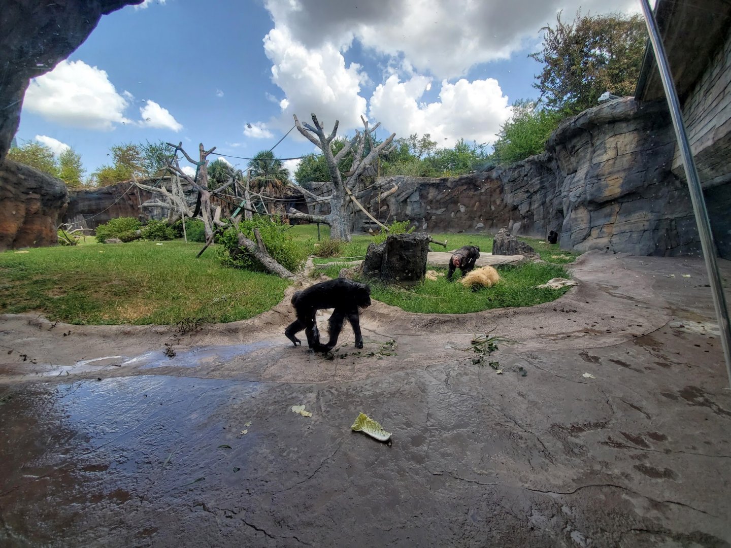 Jul. 2019 - African Forest - Chimpanzee Exhibit