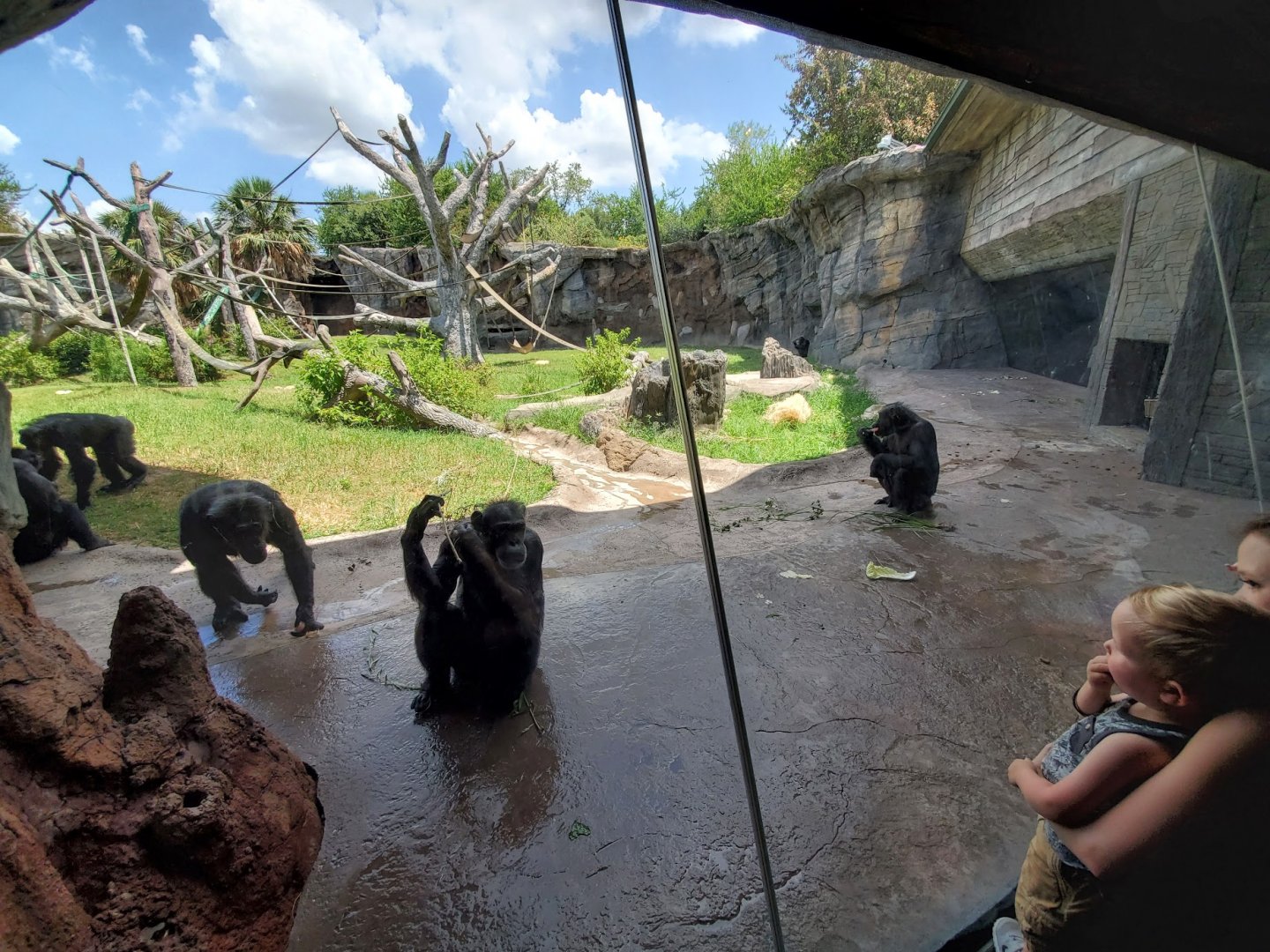 Jul. 2019 - African Forest - Chimpanzee Exhibit