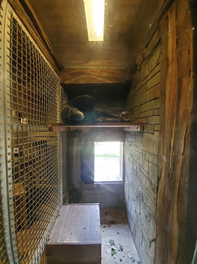 Jul. 2019 - African Forest - Chimpanzee/Keeper Interaction Area