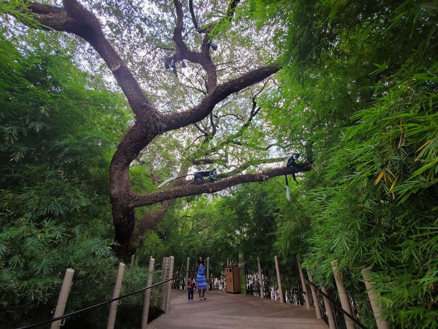 Jul. 2019 - African Forest - Colobus Overpass