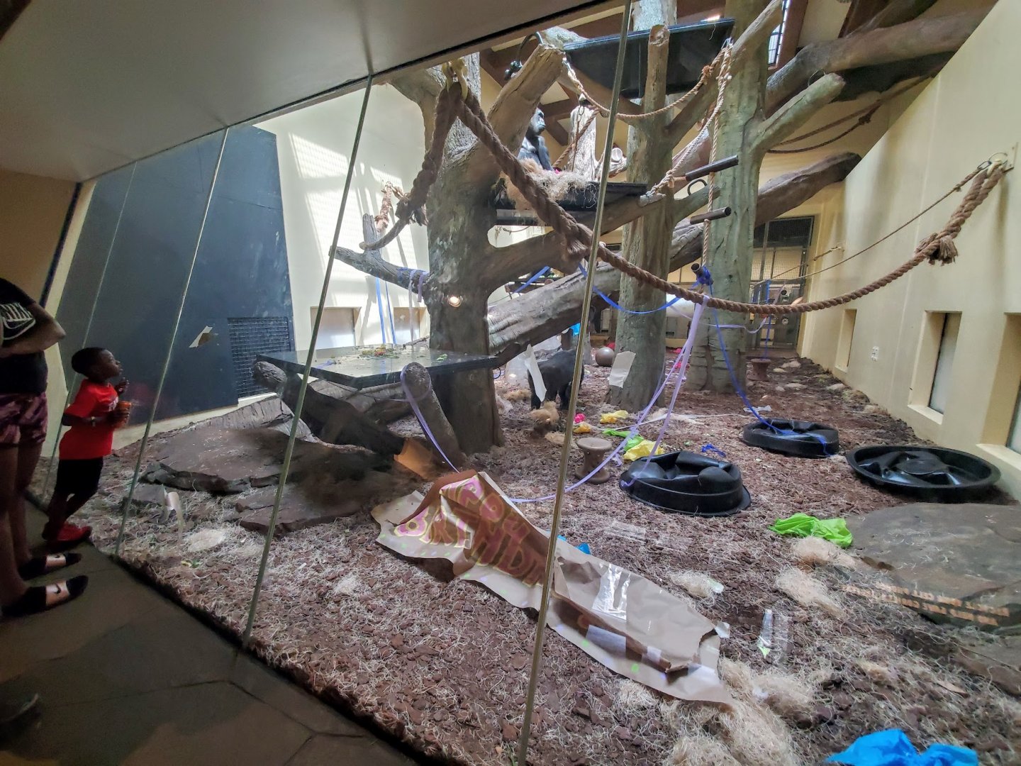 Jul. 2019 - African Forest - Gorilla Dayroom