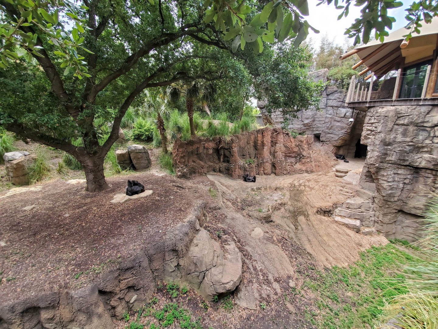 Jul. 2019 - African Forest - Gorilla Exhibit - Right Side