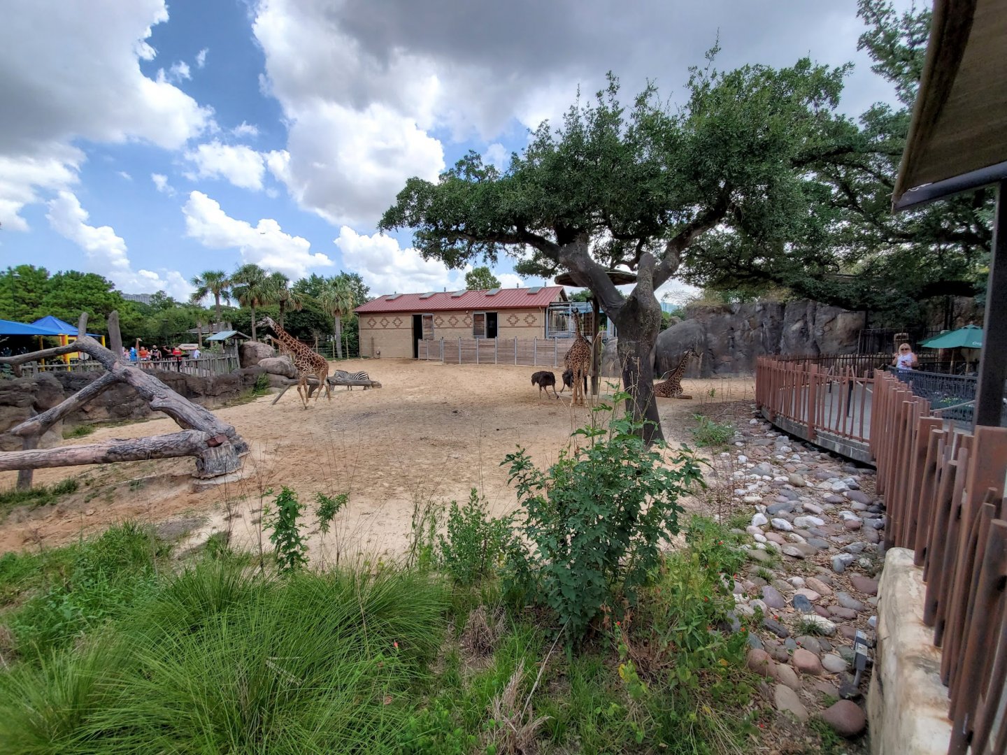 Jul. 2019 - African Forest - Masai Giraffe/Grant's Zebra/Ostrich Exhibit