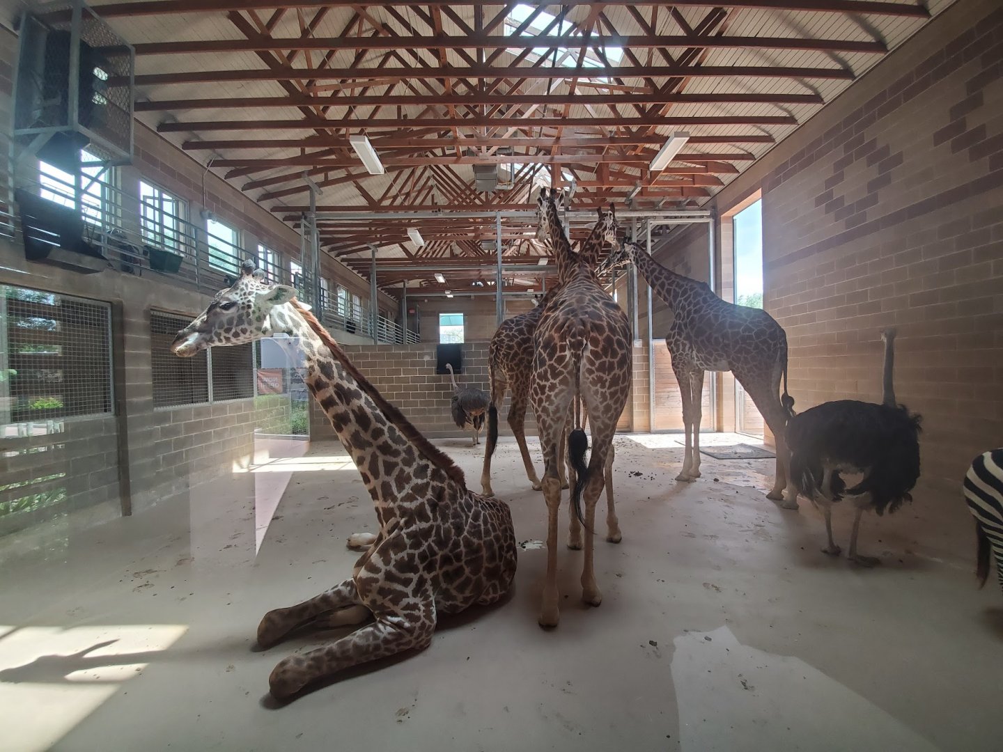 Jul. 2019 - African Forest - Masai Giraffe/Ostrich/Grant's Zebra Indoor Exhibit