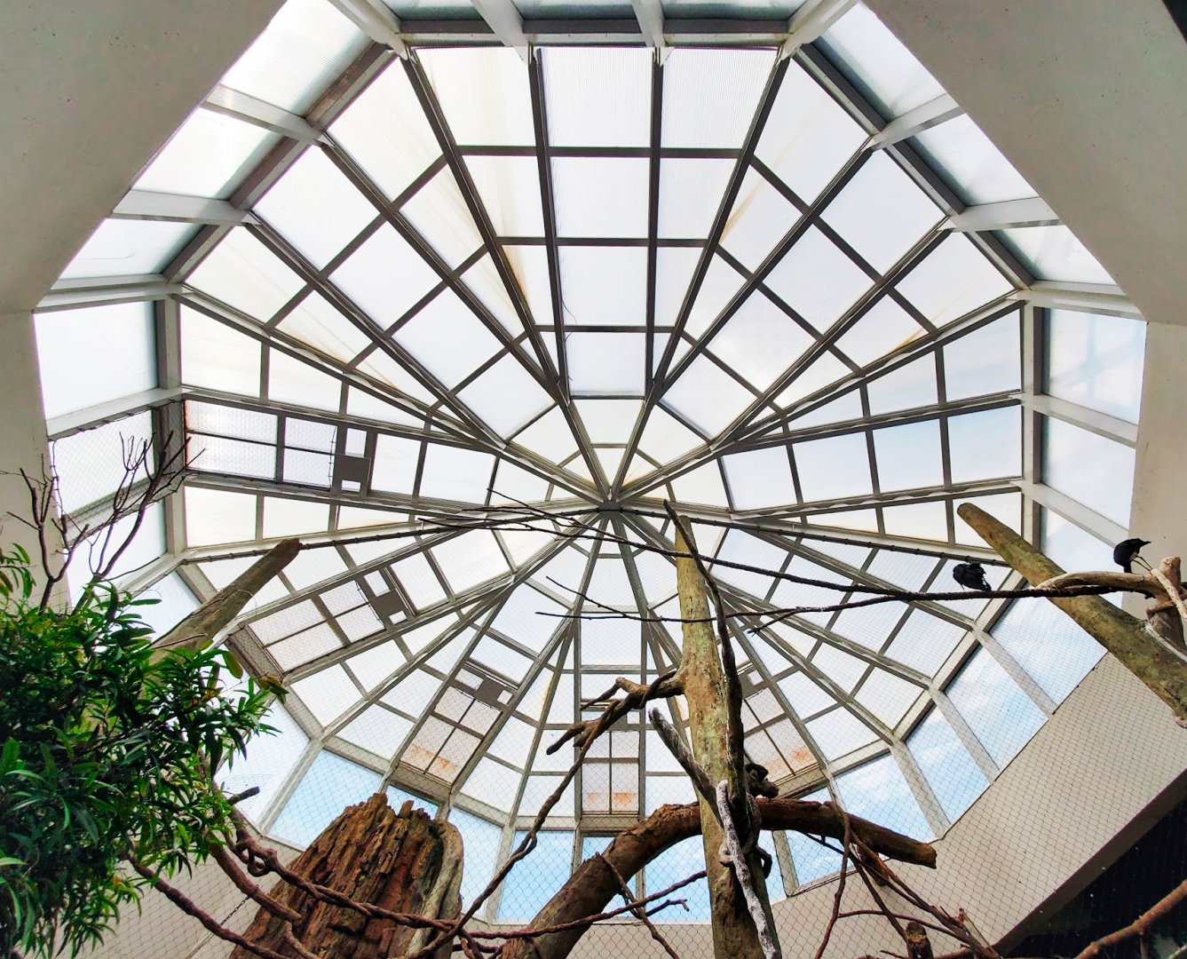 Jul. 2019 - African Journey - Diana Monkey Exhibit + Walkthrough Aviary