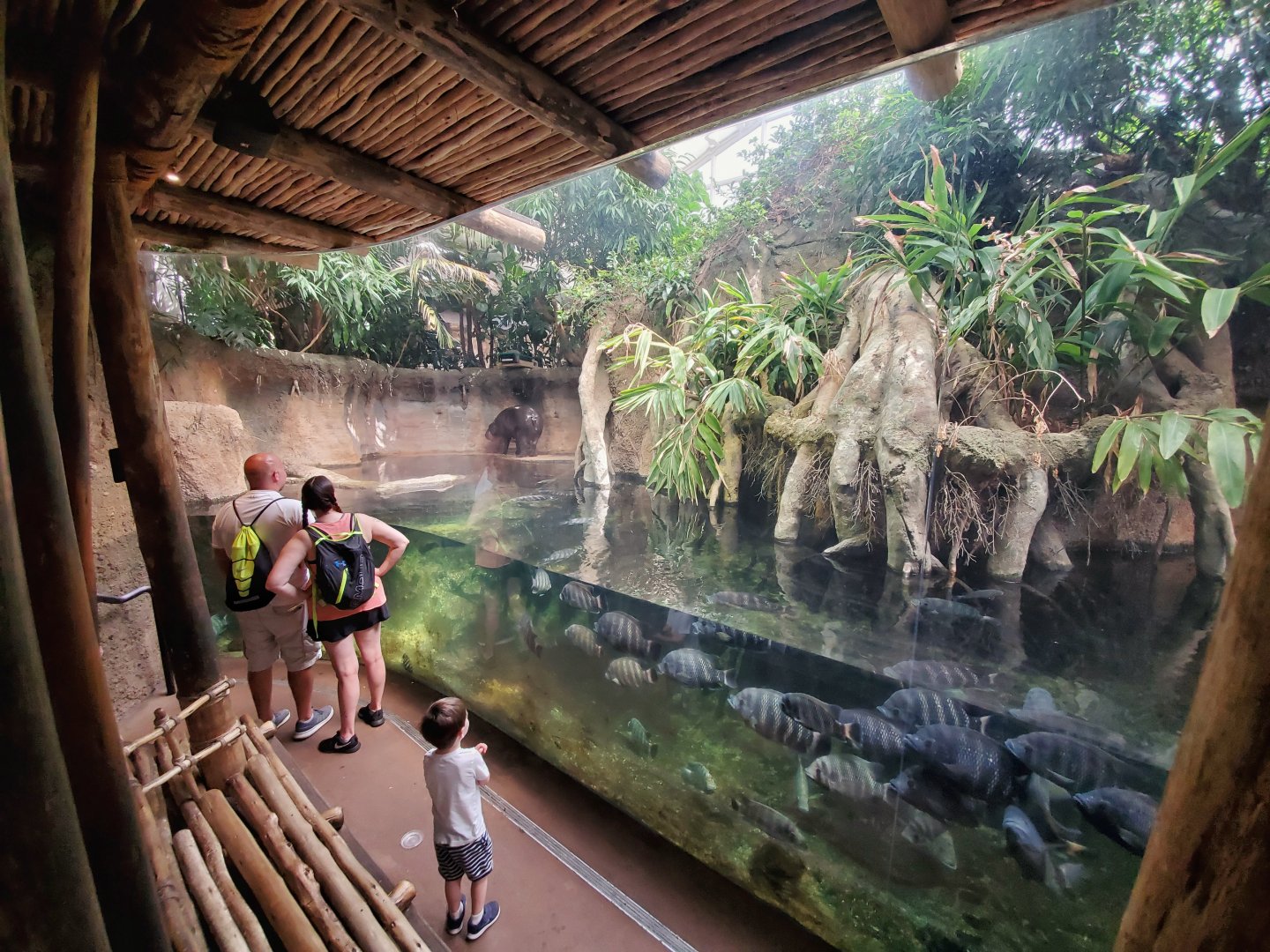 Jul. 2019 - African Journey - Pygmy Hippo Exhibit
