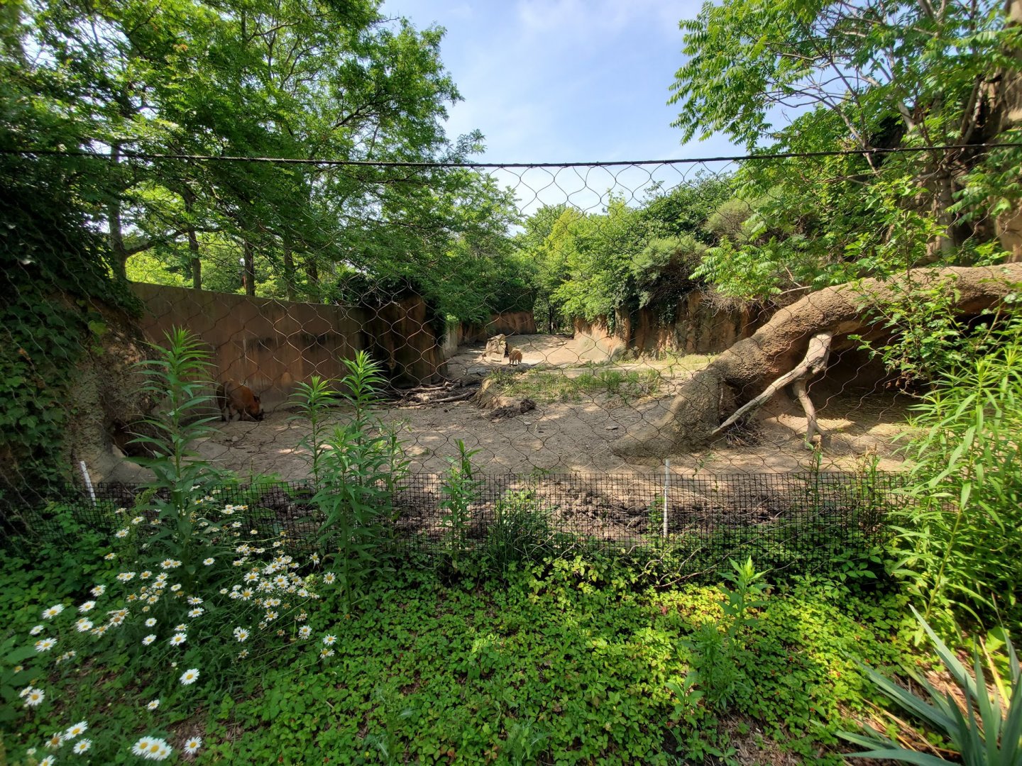 Jul. 2019 - African Journey - Red River Hog Exhibit Lower View