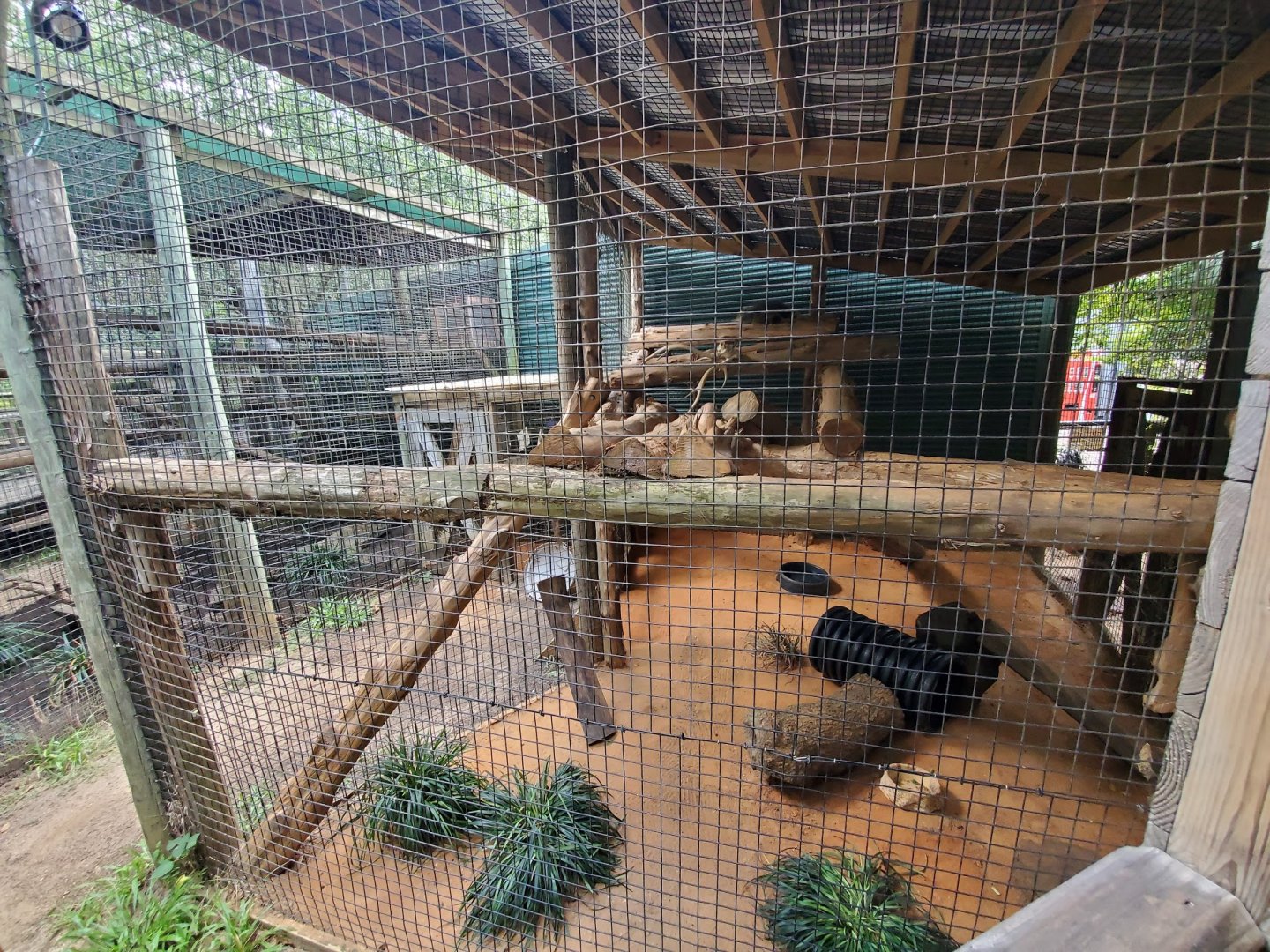 Jul. 2019 - Children's Zoo - American Porcupine Exhibit