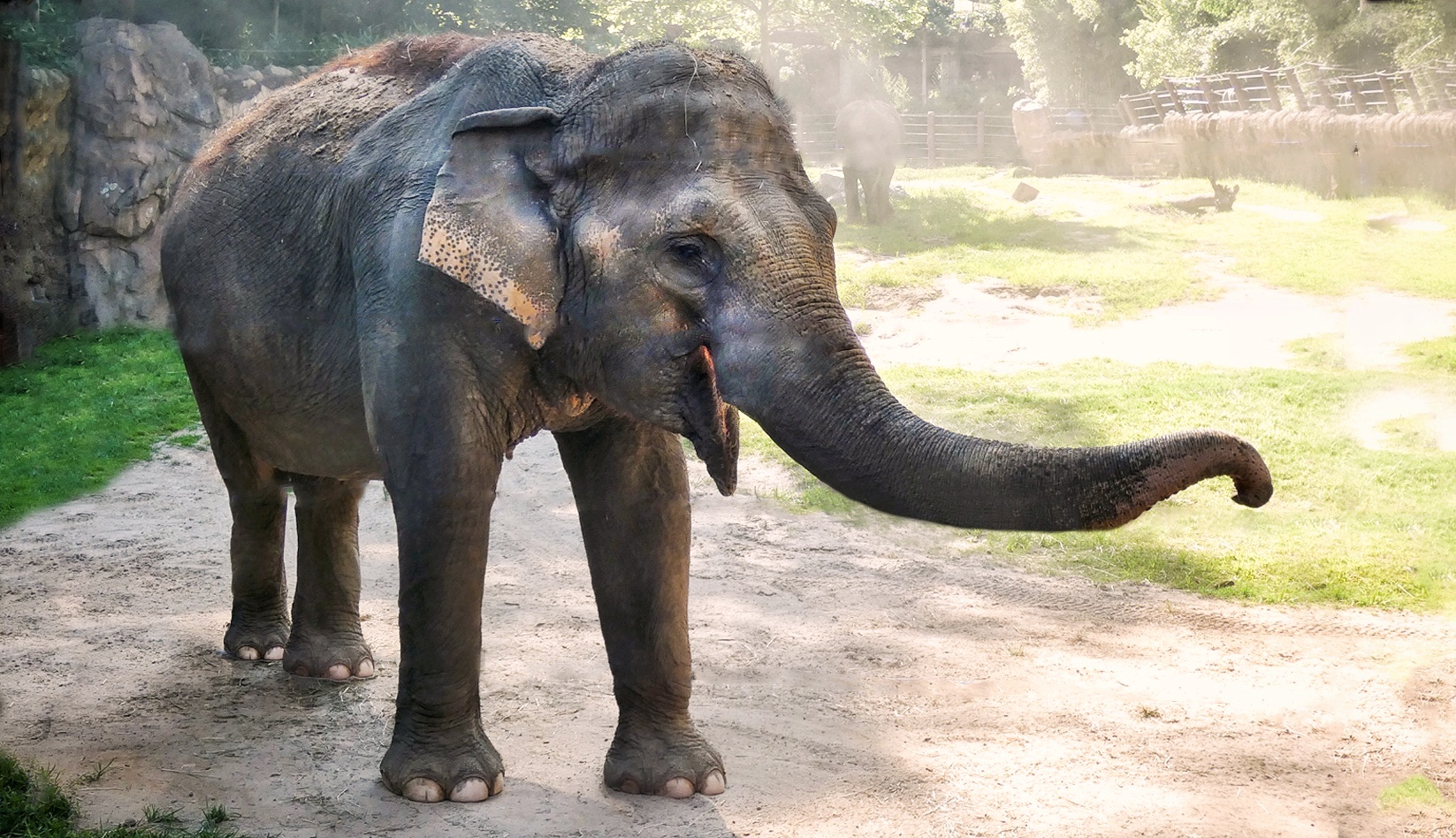 Jul. 2019 - Elephant Trails - Swarna