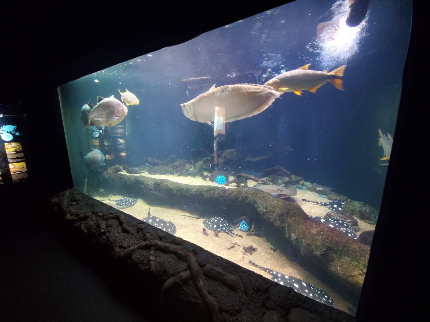 Jul. 2019 - Kipp Memorial Aquarium - Amazon Tank