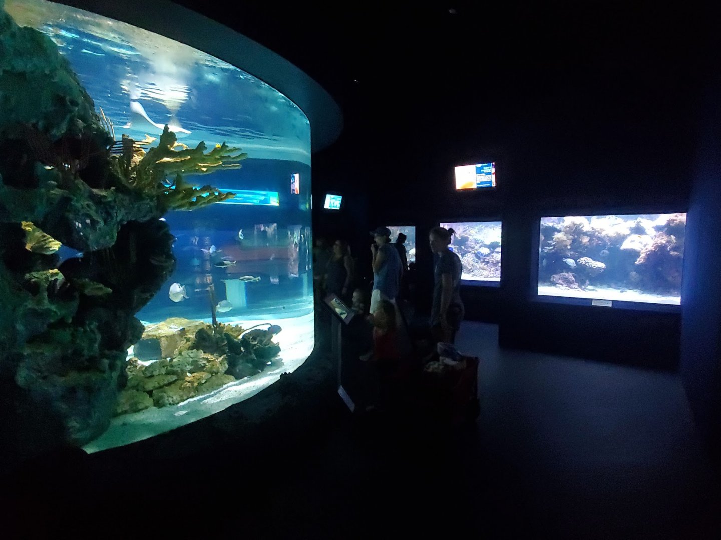 Jul. 2019 - Kipp Memorial Aquarium